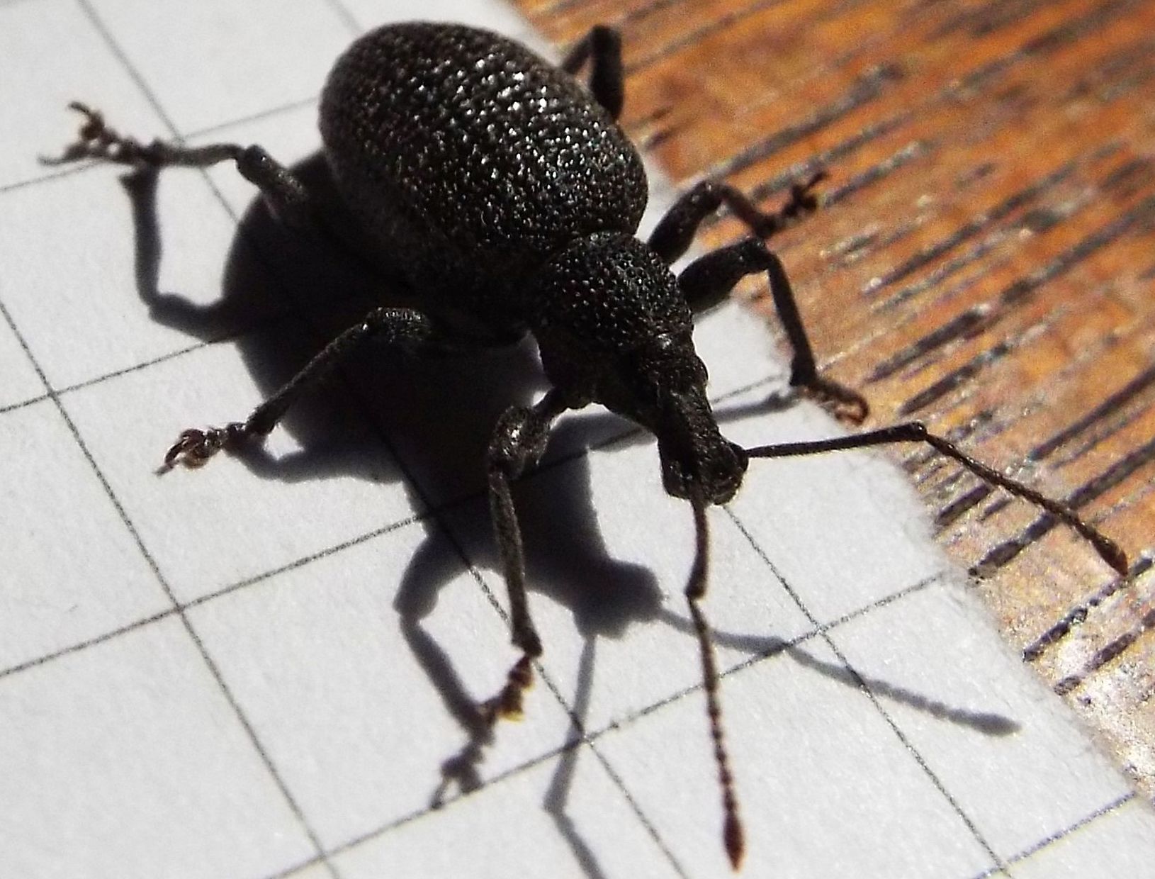 Otiorhynchus armatus - Curculionidae